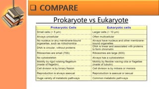 Prokaryote vs Eukaryote
 