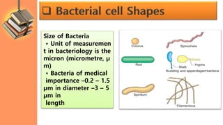Size of Bacteria
• Unit of measuremen
t in bacteriology is the
micron (micrometre, µ
m)
• Bacteria of medical
importance –0.2 – 1.5
µm in diameter –3 – 5
µm in
length
 