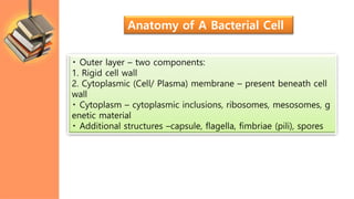 Outer layer – two components:
1. Rigid cell wall
2. Cytoplasmic (Cell/ Plasma) membrane – present beneath cell
wall
Cytoplasm – cytoplasmic inclusions, ribosomes, mesosomes, g
enetic material
Additional structures –capsule, flagella, fimbriae (pili), spores
Anatomy of A Bacterial Cell
 