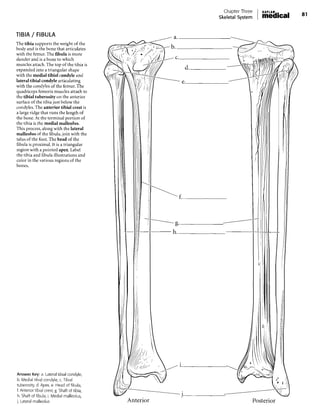 Tibia Full Body Chapter_One_Introduction_ANATOMICAL_POSI.pdf