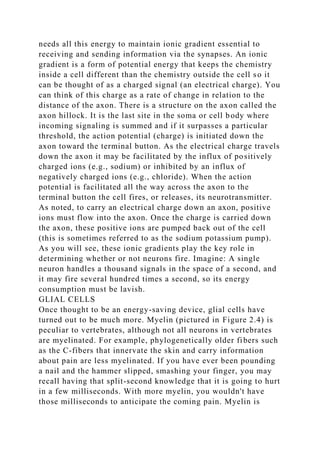 needs all this energy to maintain ionic gradient essential to
receiving and sending information via the synapses. An ionic
gradient is a form of potential energy that keeps the chemistry
inside a cell different than the chemistry outside the cell so it
can be thought of as a charged signal (an electrical charge). You
can think of this charge as a rate of change in relation to the
distance of the axon. There is a structure on the axon called the
axon hillock. It is the last site in the soma or cell body where
incoming signaling is summed and if it surpasses a particular
threshold, the action potential (charge) is initiated down the
axon toward the terminal button. As the electrical charge travels
down the axon it may be facilitated by the influx of positively
charged ions (e.g., sodium) or inhibited by an influx of
negatively charged ions (e.g., chloride). When the action
potential is facilitated all the way across the axon to the
terminal button the cell fires, or releases, its neurotransmitter.
As noted, to carry an electrical charge down an axon, positive
ions must flow into the axon. Once the charge is carried down
the axon, these positive ions are pumped back out of the cell
(this is sometimes referred to as the sodium potassium pump).
As you will see, these ionic gradients play the key role in
determining whether or not neurons fire. Imagine: A single
neuron handles a thousand signals in the space of a second, and
it may fire several hundred times a second, so its energy
consumption must be lavish.
GLIAL CELLS
Once thought to be an energy-saving device, glial cells have
turned out to be much more. Myelin (pictured in Figure 2.4) is
peculiar to vertebrates, although not all neurons in vertebrates
are myelinated. For example, phylogenetically older fibers such
as the C-fibers that innervate the skin and carry information
about pain are less myelinated. If you have ever been pounding
a nail and the hammer slipped, smashing your finger, you may
recall having that split-second knowledge that it is going to hurt
in a few milliseconds. With more myelin, you wouldn't have
those milliseconds to anticipate the coming pain. Myelin is
 