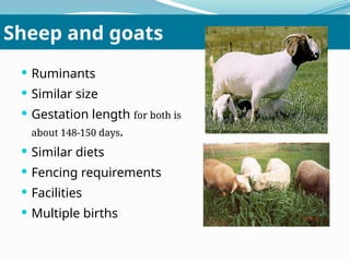 Goats Ruminant System chapteronesheepandgoatrearing2020-200913135931.pptx