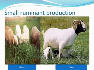 Small ruminant production
Sheep Goat
 
