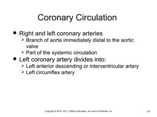 Coronary Circulation 
 Right and left coronary arteries 
 Branch of aorta immediately distal to the aortic 
valve 
 Part of the systemic circulation 
 Left coronary artery divides into: 
 Left anterior descending or interventricular artery 
 Left circumflex artery 
•Copyright © 2014, 2011, 2006 by Saunders, an imprint of Elsevier, Inc. •101 
 