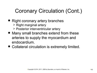 Coronary Circulation (Cont.) 
 Right coronary artery branches 
 Right marginal artery 
 Posterior interventricular artery 
 Many small branches extend from these 
arteries to supply the myocardium and 
endocardium. 
 Collateral circulation is extremely limited. 
•Copyright © 2014, 2011, 2006 by Saunders, an imprint of Elsevier, Inc. •102 
 