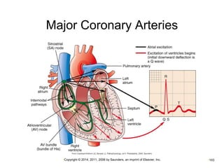 Major Coronary Arteries 
•Copyright © 2014, 2011, 2006 by Saunders, an imprint of Elsevier, Inc. •103 
 
