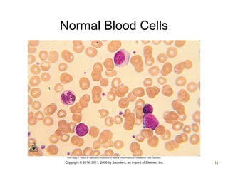 Normal Blood Cells 
•Copyright © 2014, 2011, 2006 by Saunders, an imprint of Elsevier, Inc. •12 
 