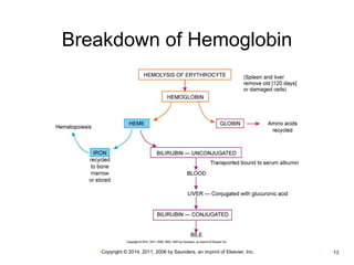 Breakdown of Hemoglobin 
•Copyright © 2014, 2011, 2006 by Saunders, an imprint of Elsevier, Inc. •13 
 
