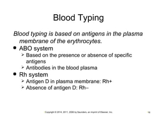Blood Typing 
Blood typing is based on antigens in the plasma 
membrane of the erythrocytes. 
 ABO system 
 Based on the presence or absence of specific 
antigens 
 Antibodies in the blood plasma 
 Rh system 
 Antigen D in plasma membrane: Rh+ 
 Absence of antigen D: Rh- 
•Copyright © 2014, 2011, 2006 by Saunders, an imprint of Elsevier, Inc. •16 
 