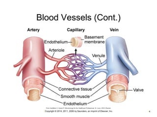Blood Vessels (Cont.) 
•Copyright © 2014, 2011, 2006 by Saunders, an imprint of Elsevier, Inc. •4 
 
