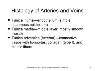 Histology of Arteries and Veins 
 Tunica intima—endothelium (simple 
squamous epithelium) 
 Tunica media—middle layer, mostly smooth 
muscle 
 Tunica adventitia (externa)—connective 
tissue with fibrocytes, collagen (type I), and 
elastic fibers 
•Copyright © 2014, 2011, 2006 by Saunders, an imprint of Elsevier, Inc. •5 
 