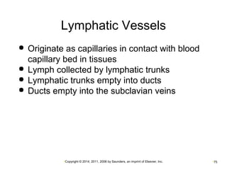 Lymphatic Vessels 
 Originate as capillaries in contact with blood 
capillary bed in tissues 
 Lymph collected by lymphatic trunks 
 Lymphatic trunks empty into ducts 
 Ducts empty into the subclavian veins 
•Copyright © 2014, 2011, 2006 by Saunders, an imprint of Elsevier, Inc. •75 
 