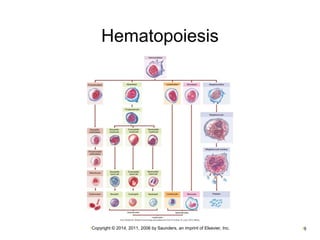 Hematopoiesis 
•Copyright © 2014, 2011, 2006 by Saunders, an imprint of Elsevier, Inc. •9 
 