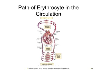 Path of Erythrocyte in the 
Circulation 
•Copyright © 2014, 2011, 2006 by Saunders, an imprint of Elsevier, Inc. •94 
 