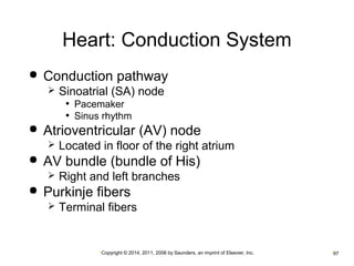 Heart: Conduction System 
 Conduction pathway 
 Sinoatrial (SA) node 
• Pacemaker 
• Sinus rhythm 
 Atrioventricular (AV) node 
 Located in floor of the right atrium 
 AV bundle (bundle of His) 
 Right and left branches 
 Purkinje fibers 
 Terminal fibers 
•Copyright © 2014, 2011, 2006 by Saunders, an imprint of Elsevier, Inc. •97 
 