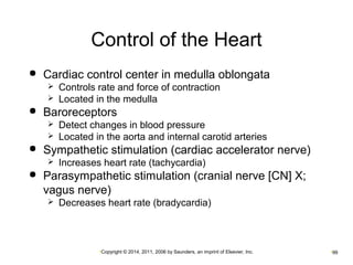 Control of the Heart 
 Cardiac control center in medulla oblongata 
 Controls rate and force of contraction 
 Located in the medulla 
 Baroreceptors 
 Detect changes in blood pressure 
 Located in the aorta and internal carotid arteries 
 Sympathetic stimulation (cardiac accelerator nerve) 
 Increases heart rate (tachycardia) 
 Parasympathetic stimulation (cranial nerve [CN] X; 
vagus nerve) 
 Decreases heart rate (bradycardia) 
•Copyright © 2014, 2011, 2006 by Saunders, an imprint of Elsevier, Inc. •99 
 