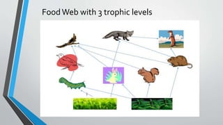 FoodWeb with 3 trophic levels
 