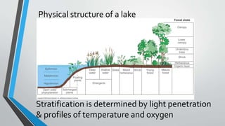 Physical structure of a lake
Stratification is determined by light penetration
& profiles of temperature and oxygen
 
