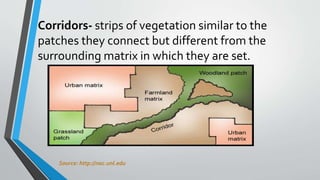 Corridors- strips of vegetation similar to the
patches they connect but different from the
surrounding matrix in which they are set.
Source: http://nac.unl.edu
 