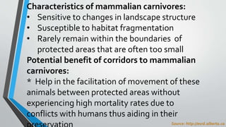 Characteristics of mammalian carnivores:
• Sensitive to changes in landscape structure
• Susceptible to habitat fragmentation
• Rarely remain within the boundaries of
protected areas that are often too small
Potential benefit of corridors to mammalian
carnivores:
* Help in the facilitation of movement of these
animals between protected areas without
experiencing high mortality rates due to
conflicts with humans thus aiding in their
Source: http://esrd.alberta.ca
 