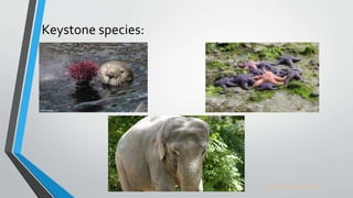 Keystone species:
Source: www.uic.edu
 