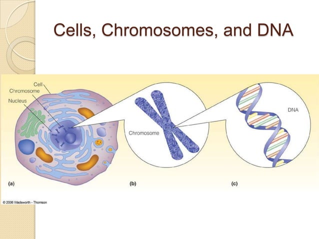 Chapters 2 And 3 Life Span Development Ppt Chapters 2 And 3 Life Span Development Ppt