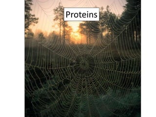 Proteins

 