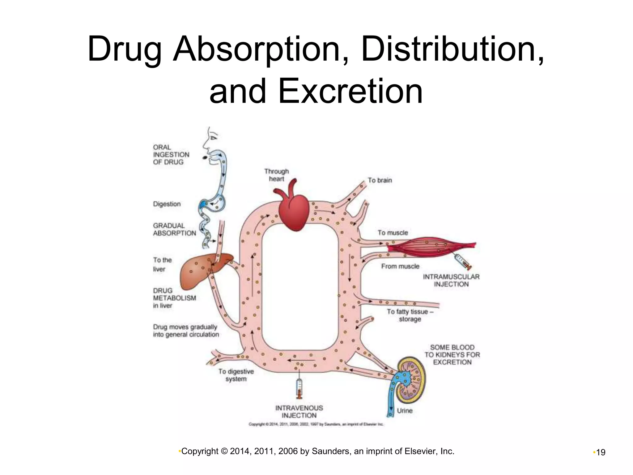 Drug Absorption, Distribution, 
and Excretion 
•Copyright © 2014, 2011, 2006 by Saunders, an imprint of Elsevier, Inc. •19 
 