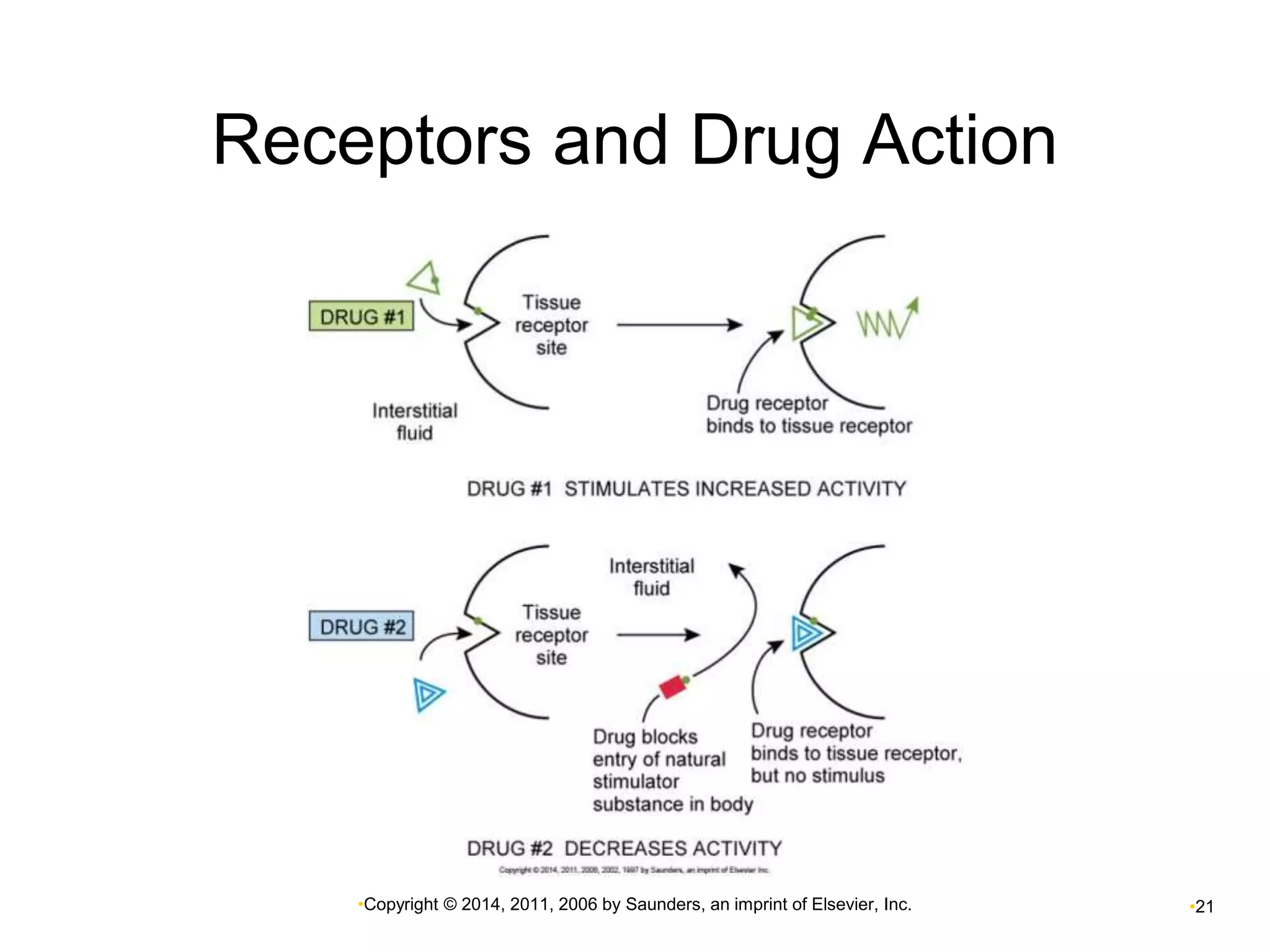 Receptors and Drug Action 
•Copyright © 2014, 2011, 2006 by Saunders, an imprint of Elsevier, Inc. •21 
 