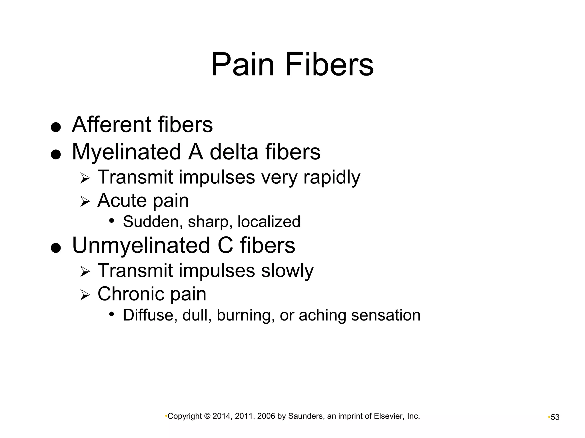 Pain Fibers 
 Afferent fibers 
 Myelinated A delta fibers 
 Transmit impulses very rapidly 
 Acute pain 
• Sudden, sharp, localized 
 Unmyelinated C fibers 
 Transmit impulses slowly 
 Chronic pain 
• Diffuse, dull, burning, or aching sensation 
•Copyright © 2014, 2011, 2006 by Saunders, an imprint of Elsevier, Inc. •53 
 