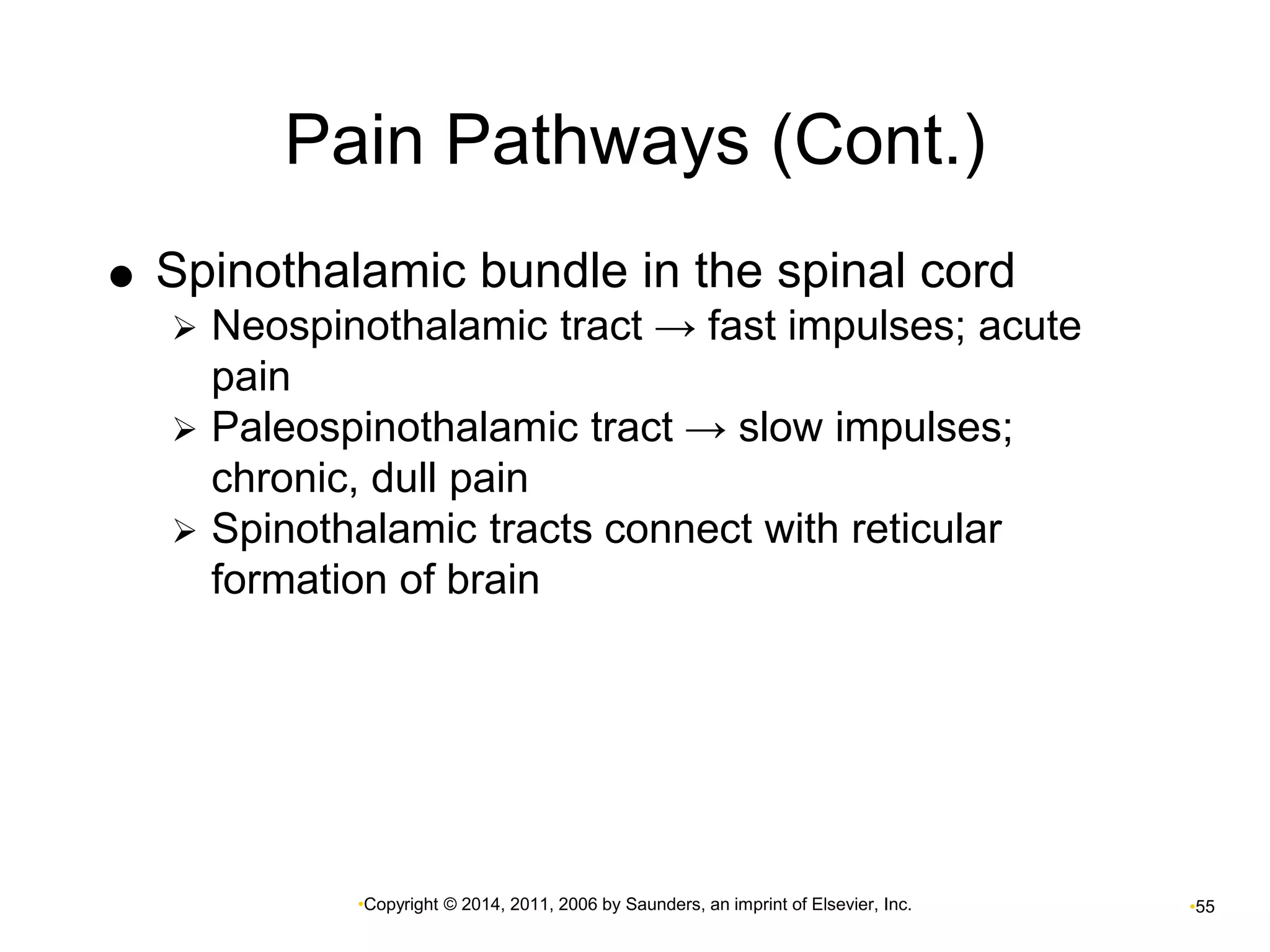 Pain Pathways (Cont.) 
 Spinothalamic bundle in the spinal cord 
 Neospinothalamic tract → fast impulses; acute 
•Copyright © 2014, 2011, 2006 by Saunders, an imprint of Elsevier, Inc. •55 
pain 
 Paleospinothalamic tract → slow impulses; 
chronic, dull pain 
 Spinothalamic tracts connect with reticular 
formation of brain 
 