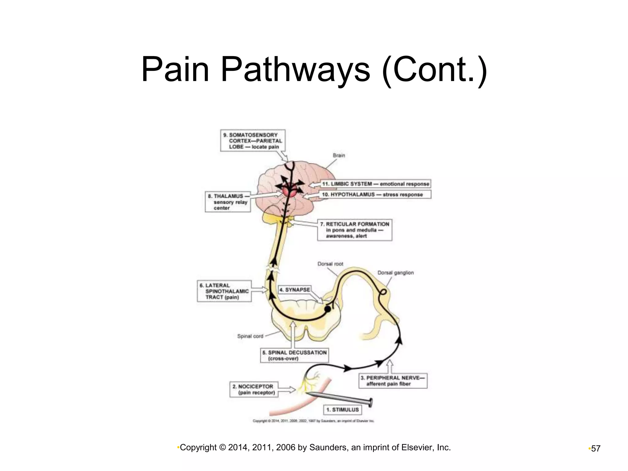 Pain Pathways (Cont.) 
•Copyright © 2014, 2011, 2006 by Saunders, an imprint of Elsevier, Inc. •57 
 