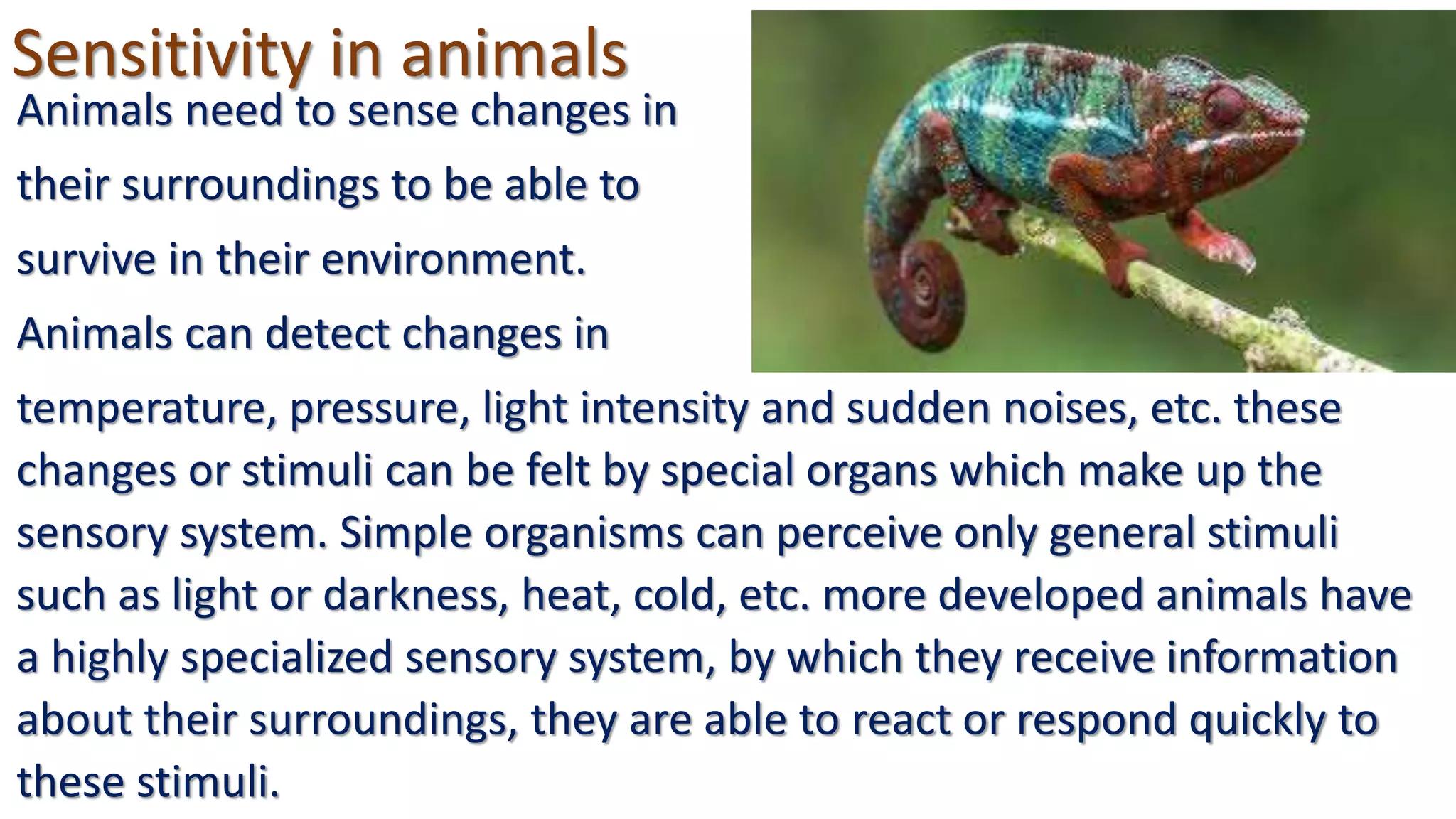 Sensitivity in animals
Animals need to sense changes in
their surroundings to be able to
survive in their environment.
Animals can detect changes in
temperature, pressure, light intensity and sudden noises, etc. these
changes or stimuli can be felt by special organs which make up the
sensory system. Simple organisms can perceive only general stimuli
such as light or darkness, heat, cold, etc. more developed animals have
a highly specialized sensory system, by which they receive information
about their surroundings, they are able to react or respond quickly to
these stimuli.
 