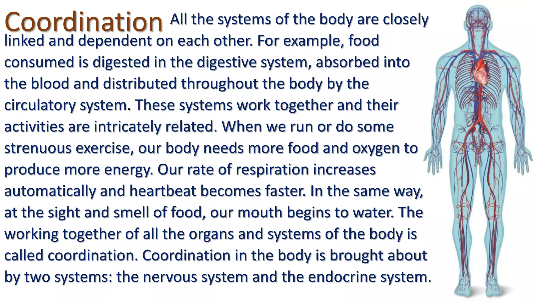 Coordination All the systems of the body are closely
linked and dependent on each other. For example, food
consumed is digested in the digestive system, absorbed into
the blood and distributed throughout the body by the
circulatory system. These systems work together and their
activities are intricately related. When we run or do some
strenuous exercise, our body needs more food and oxygen to
produce more energy. Our rate of respiration increases
automatically and heartbeat becomes faster. In the same way,
at the sight and smell of food, our mouth begins to water. The
working together of all the organs and systems of the body is
called coordination. Coordination in the body is brought about
by two systems: the nervous system and the endocrine system.
 