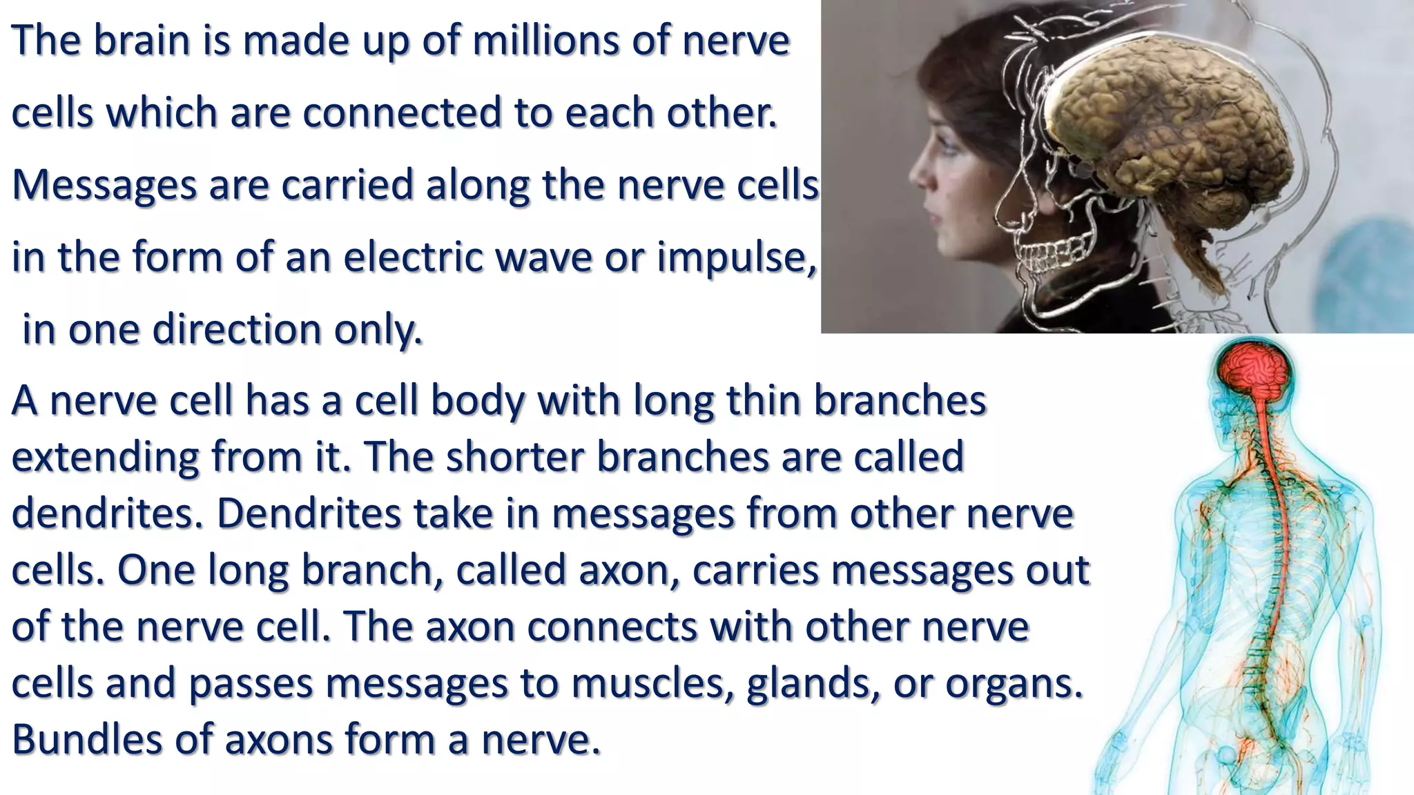 The brain is made up of millions of nerve
cells which are connected to each other.
Messages are carried along the nerve cells
in the form of an electric wave or impulse,
in one direction only.
A nerve cell has a cell body with long thin branches
extending from it. The shorter branches are called
dendrites. Dendrites take in messages from other nerve
cells. One long branch, called axon, carries messages out
of the nerve cell. The axon connects with other nerve
cells and passes messages to muscles, glands, or organs.
Bundles of axons form a nerve.
 