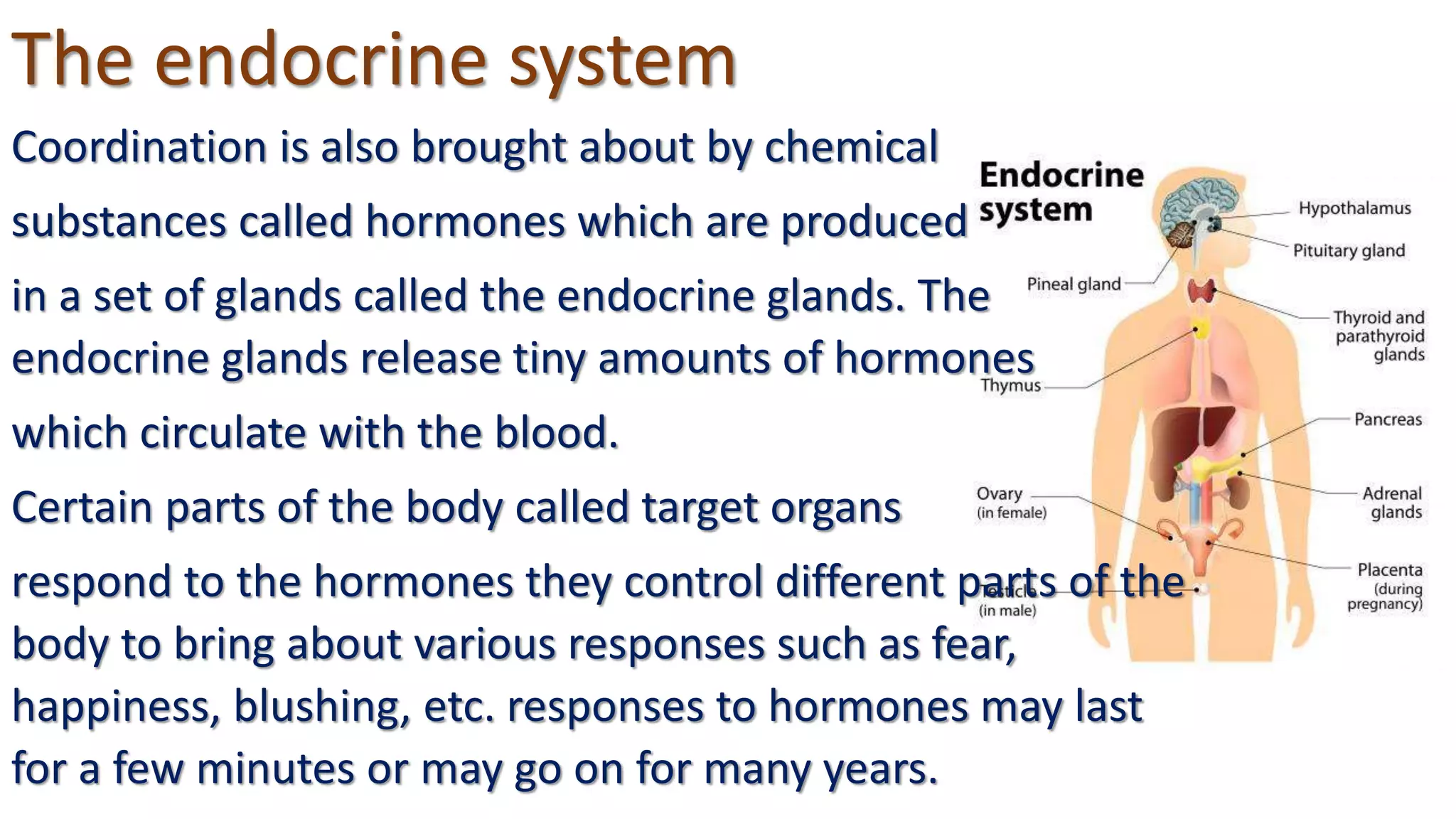 The endocrine system
Coordination is also brought about by chemical
substances called hormones which are produced
in a set of glands called the endocrine glands. The
endocrine glands release tiny amounts of hormones
which circulate with the blood.
Certain parts of the body called target organs
respond to the hormones they control different parts of the
body to bring about various responses such as fear,
happiness, blushing, etc. responses to hormones may last
for a few minutes or may go on for many years.
 
