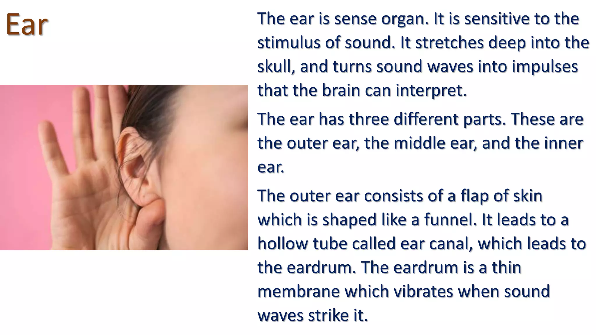 Ear The ear is sense organ. It is sensitive to the
stimulus of sound. It stretches deep into the
skull, and turns sound waves into impulses
that the brain can interpret.
The ear has three different parts. These are
the outer ear, the middle ear, and the inner
ear.
The outer ear consists of a flap of skin
which is shaped like a funnel. It leads to a
hollow tube called ear canal, which leads to
the eardrum. The eardrum is a thin
membrane which vibrates when sound
waves strike it.
 