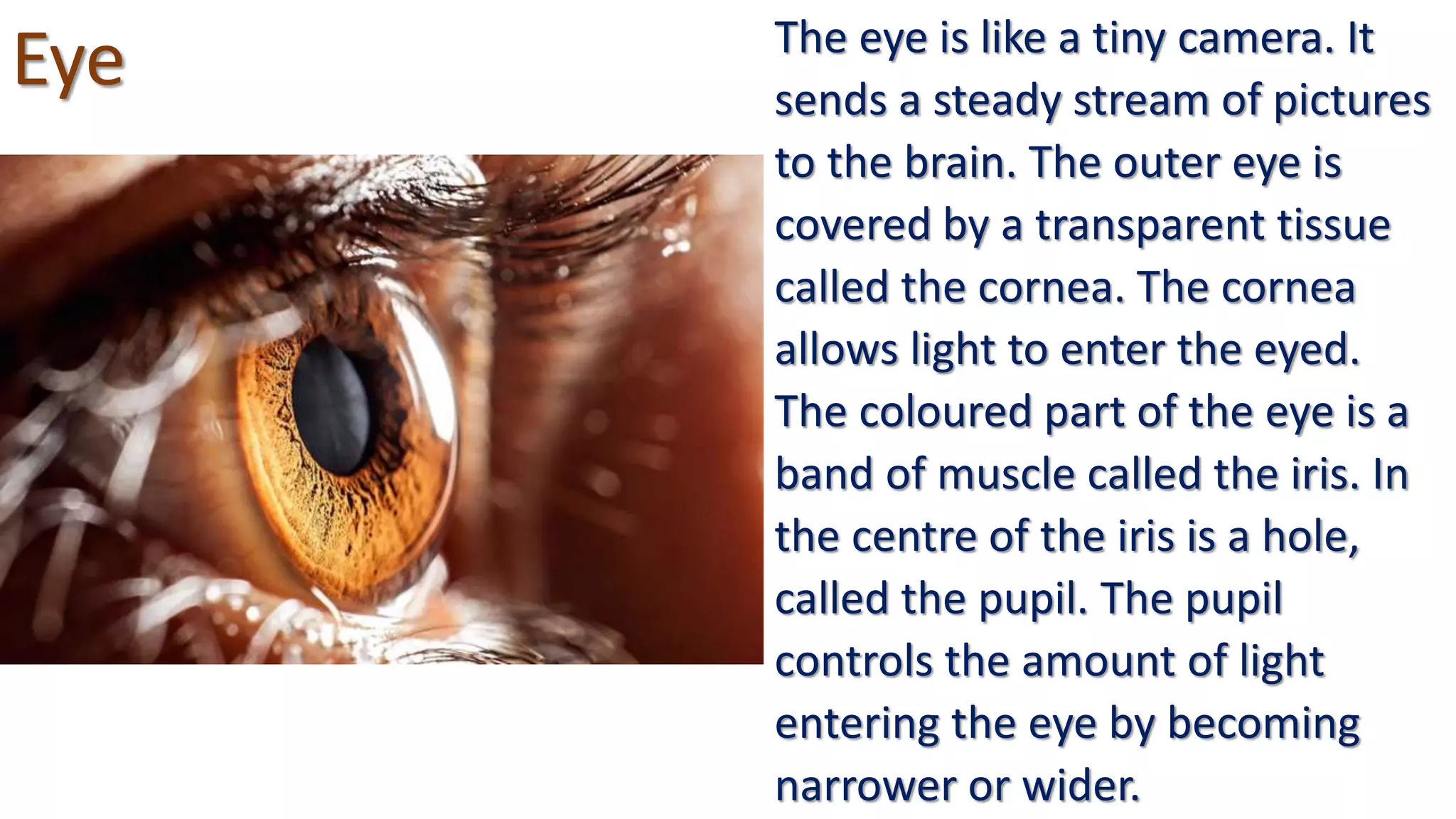 Eye The eye is like a tiny camera. It
sends a steady stream of pictures
to the brain. The outer eye is
covered by a transparent tissue
called the cornea. The cornea
allows light to enter the eyed.
The coloured part of the eye is a
band of muscle called the iris. In
the centre of the iris is a hole,
called the pupil. The pupil
controls the amount of light
entering the eye by becoming
narrower or wider.
 