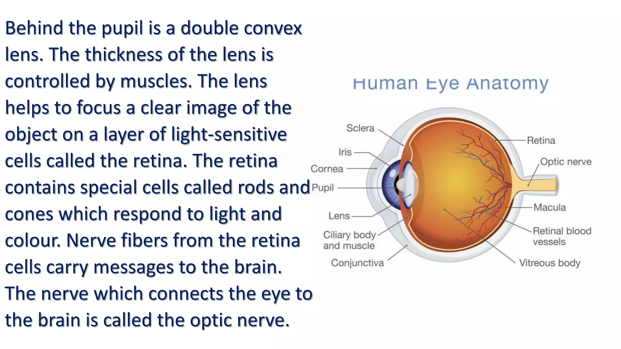 Behind the pupil is a double convex
lens. The thickness of the lens is
controlled by muscles. The lens
helps to focus a clear image of the
object on a layer of light-sensitive
cells called the retina. The retina
contains special cells called rods and
cones which respond to light and
colour. Nerve fibers from the retina
cells carry messages to the brain.
The nerve which connects the eye to
the brain is called the optic nerve.
 