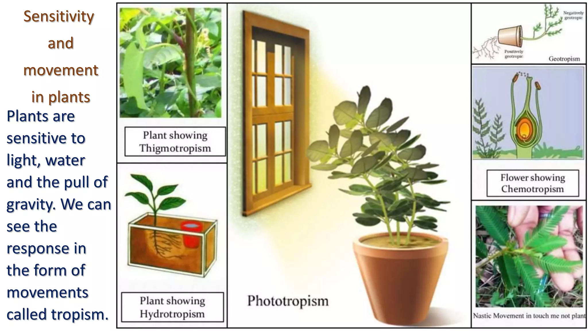 Sensitivity
and
movement
in plants
Plants are
sensitive to
light, water
and the pull of
gravity. We can
see the
response in
the form of
movements
called tropism.
 