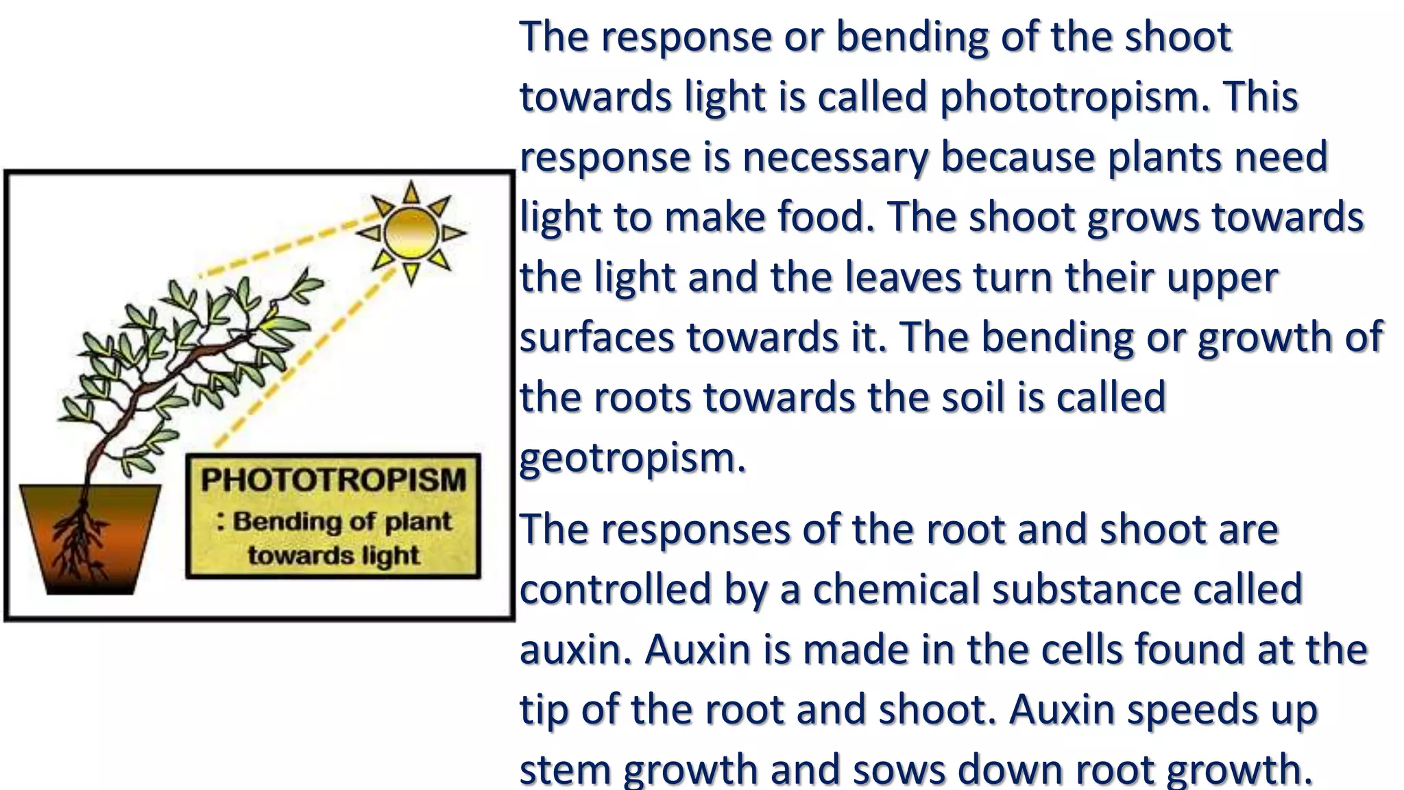 The response or bending of the shoot
towards light is called phototropism. This
response is necessary because plants need
light to make food. The shoot grows towards
the light and the leaves turn their upper
surfaces towards it. The bending or growth of
the roots towards the soil is called
geotropism.
The responses of the root and shoot are
controlled by a chemical substance called
auxin. Auxin is made in the cells found at the
tip of the root and shoot. Auxin speeds up
stem growth and sows down root growth.
 