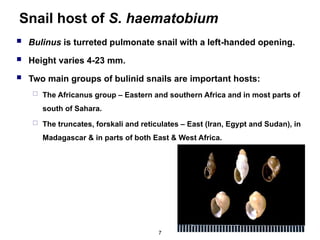 CHAPTER TEN biology of snail.ppt