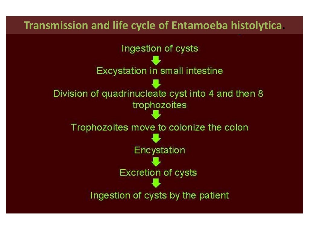 Chapter three fecal oral transmitted diseases