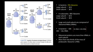 Comprehensive Overview of Molecular Translation Mechanisms and ...