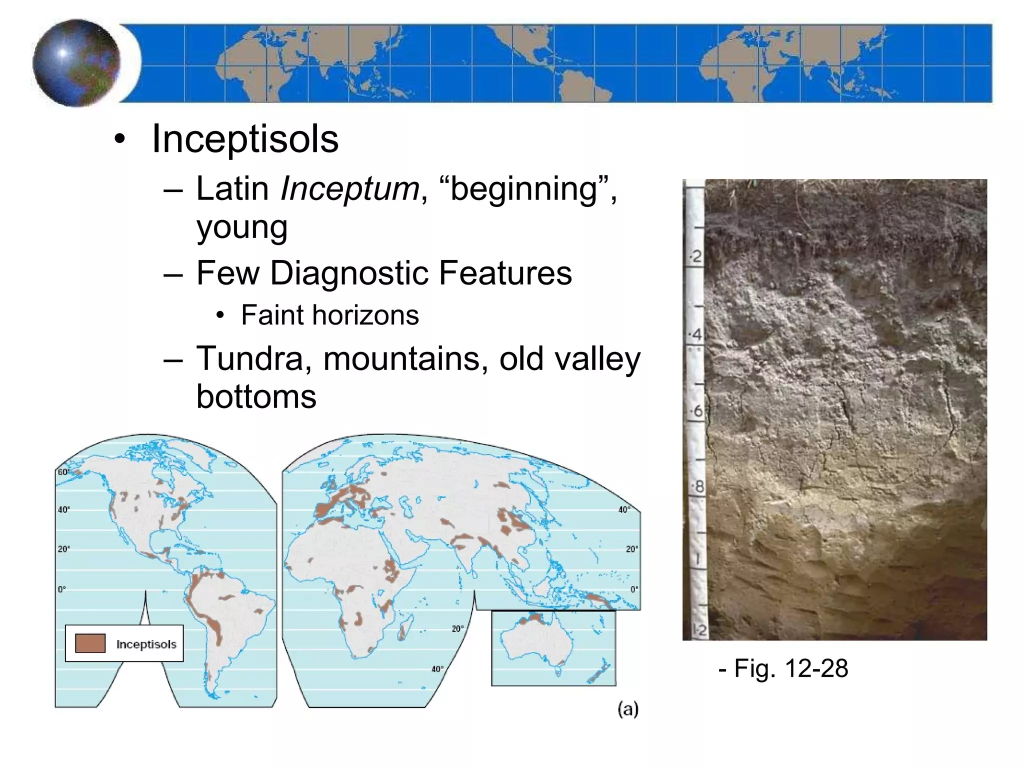 Inceptisols Latin  Inceptum , “beginning”, young Few Diagnostic Features Faint horizons Tundra, mountains, old valley bottoms - Fig. 12-28 