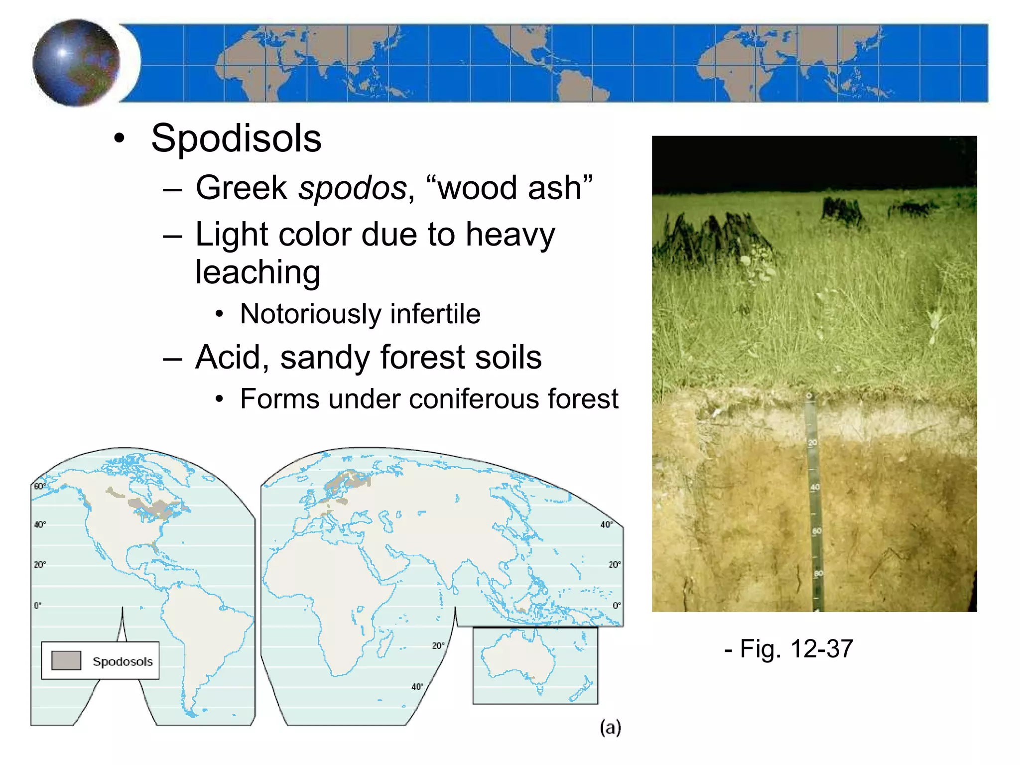 Spodisols Greek  spodos , “wood ash” Light color due to heavy leaching Notoriously infertile  Acid, sandy forest soils Forms under coniferous forest - Fig. 12-37  