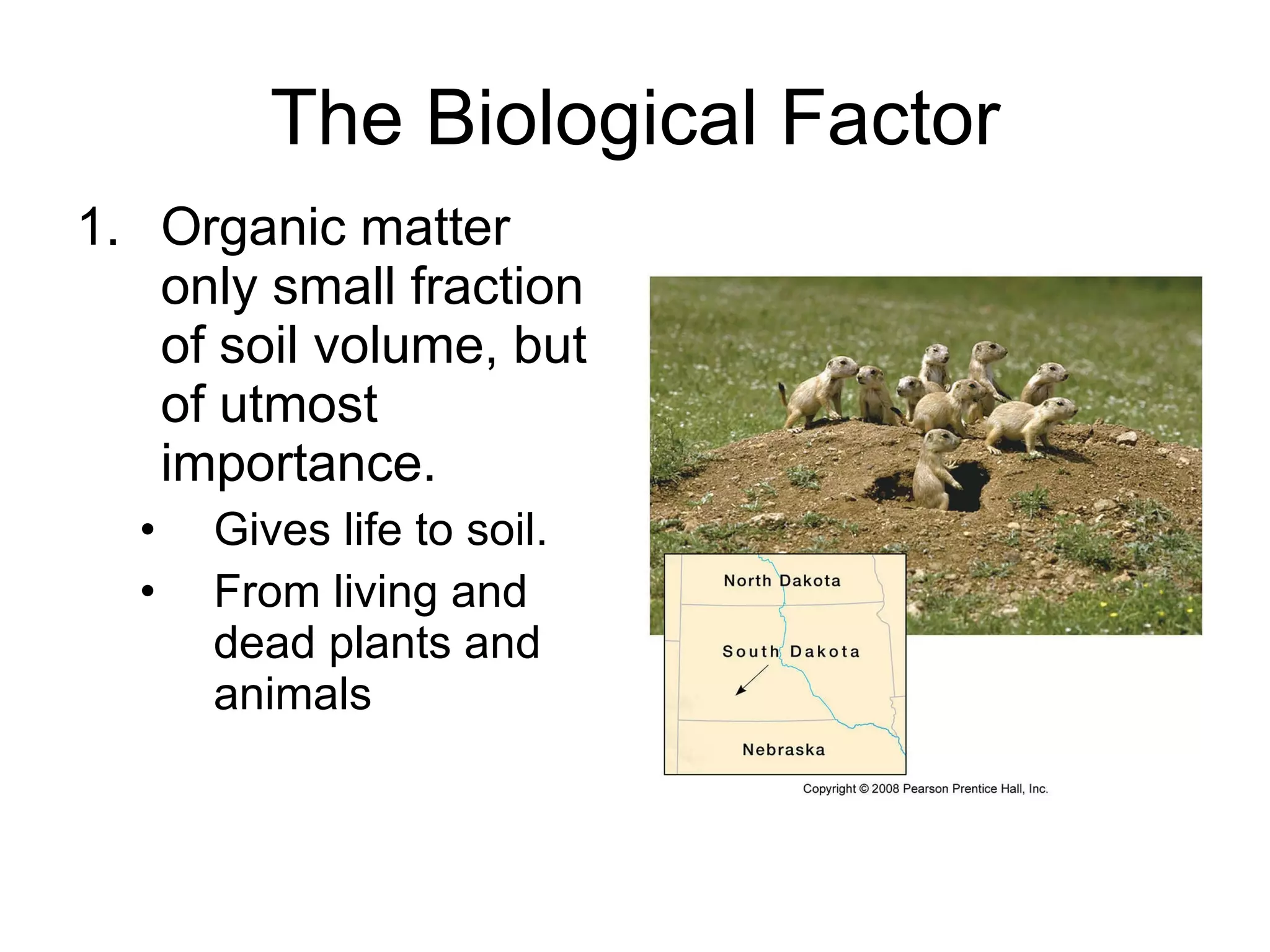 The Biological Factor Organic matter only small fraction of soil volume, but of utmost importance. Gives life to soil. From living and dead plants and animals   