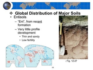 Entisols “ Ent”, from rec ent  formation Very little profile development Thin and sandy Low fertility Global Distribution of Major Soils - Fig. 12-27  
