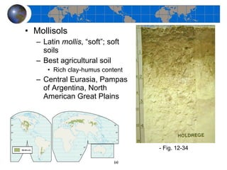 Mollisols Latin  mollis , “soft”; soft soils Best agricultural soil Rich clay-humus content Central Eurasia, Pampas of Argentina, North American Great Plains - Fig. 12-34  