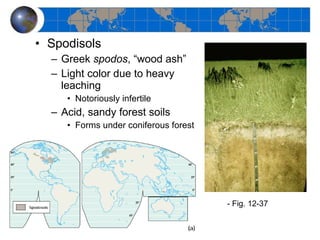 Spodisols Greek  spodos , “wood ash” Light color due to heavy leaching Notoriously infertile  Acid, sandy forest soils Forms under coniferous forest - Fig. 12-37  